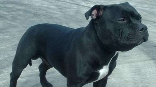 Αδέσποτο πίτμπουλ αναστάτωσε το κέντρο της Λαμίας