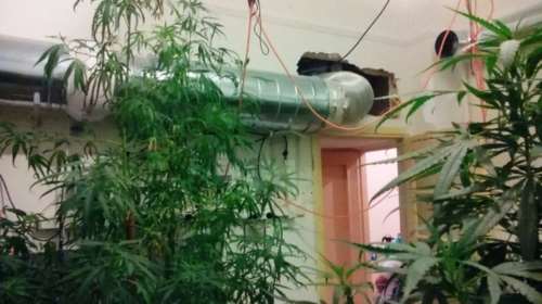 Είχαν μετατρέψει διαμέρισμα σε χασισοφυτεία στα Πατήσια