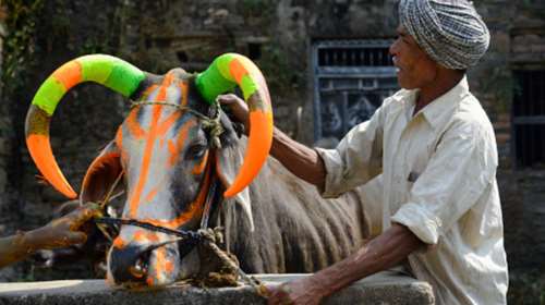 Βάφουν φωσφοριζέ τα κέρατα αγελάδων λόγω τροχαίων!