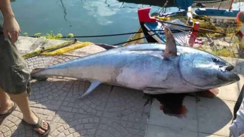 Καλή ψαριά: Έπιασε τόνο 220 κιλών στην Κεφαλονιά