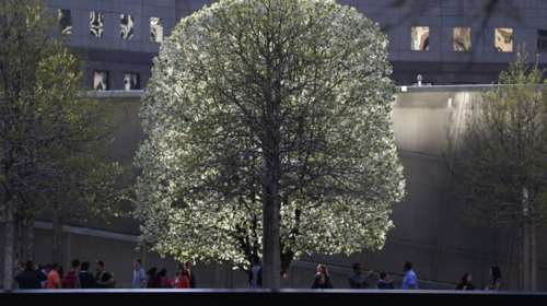 Το δέντρο που σώθηκε από την 11η Σεπτεμβρίου σύμβολο ειρήνης