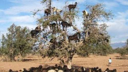 Ο Καμμένος τρολάρει τον Καλογρίτσα για τα βοσκοτόπια