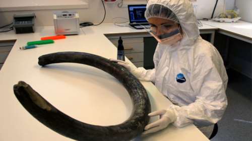 Ελ. Παλκοπούλου: Η ελληνίδα που «ξαναδιαβάζει» το DNA μαμούθ &amp; ελεφάντων