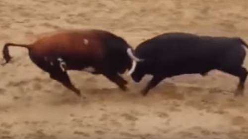 Φρίκη: Νεκροί δυο ταύροι σε μετωπική στην αρένα!