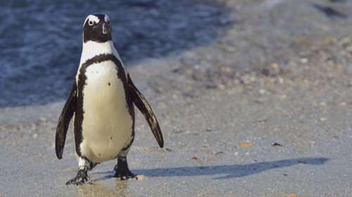 Φοιτητές απήγαγαν... πιγκουίνο στη Νότια Αφρική