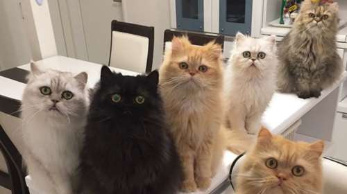 Τι συμβαίνει όταν 12 γάτες Περσίας βρίσκονται στο ίδιο σπίτι