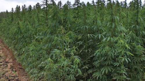 Καλλιεργούσαν δάσος με δενδρύλια κάνναβης ύψους 3 μέτρων