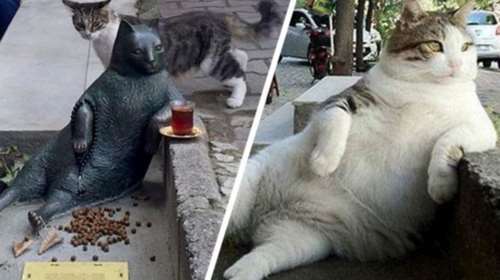 Ο γάτος - σύμβολο της αφασίας έγινε άγαλμα στην Κωνσταντινούπολη
