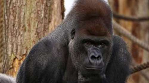 Τρόμος στο Λονδίνο: Γορίλας σπάει το γυάλινο κλουβί του