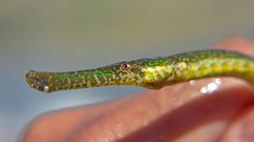 Περιέργο ψάρι από την Ερυθρά Θάλασσα βρέθηκε σε παραλία στο Ναύπλιο!