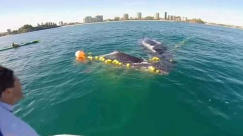 Φάλαινα σώζει το παιδί της που πιάστηκε σε δίχτυα στην Αυστραλία