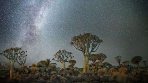 Μαγευτικές εικόνες των πιο ηλικιωμένων δέντρων του κόσμου