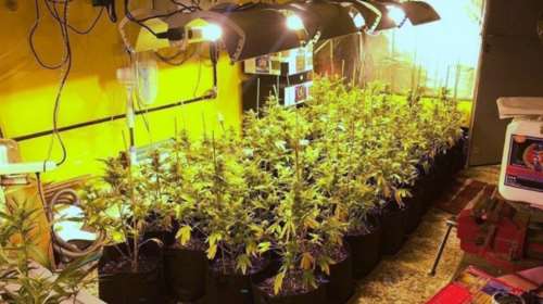 Είχαν εργαστήρια υδροπονικής κάνναβης σε Αθήνα και Κορινθία