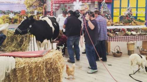 Τηλεοπτική ντροπή: Έφεραν και άρμεξαν ζώα στην πρωινή εκπομπή του MEGA