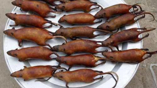 Ζωντανοί αρουραίοι ζεματίζονται για να γίνουν κεμπάπ στην Κίνα