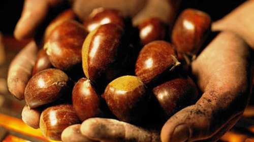 Γερμανικά ΜΜΕ: Συλλήψεις καστανάδων αντί εκατομμυριούχων στην Ελλάδα