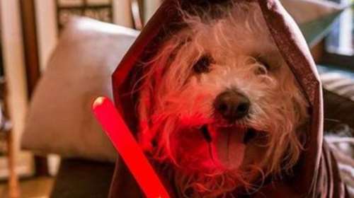 Νέο απίθανο post του βασιλιά του FB Ζούκερμπεργκ: Ο σκύλος του με φωτόσπαθο