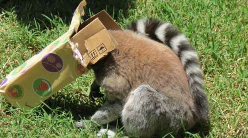 Ζώα σε ζωολογικό κήπο ανοίγουν τα χριστουγεννιάτικα δώρα τους