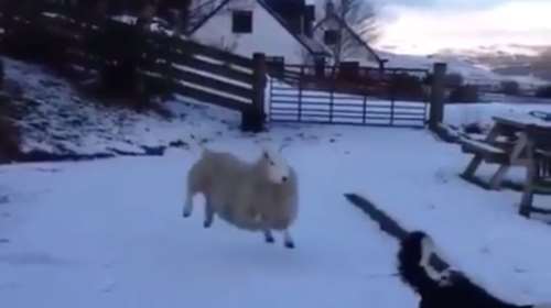 Πρόβατο με κρίση ταυτότητας: Νομίζει ότι είναι σκύλος-βίντεο