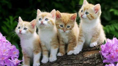 Η αλήθεια ανατρέπει την επιστήμη για τις γάτες;