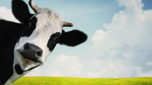 Τέξας: 15.000 αγελάδες σκοτώθηκαν από τις χιονοθύελλες