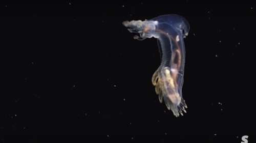 Ο μαγικός χορός των πλασμάτων του βυθού στο βαθύ μπλε