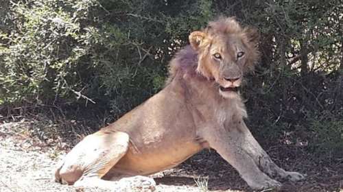 Πως οι τουρίστες έσωσαν ένα λιοντάρι στη Ν. Αφρική