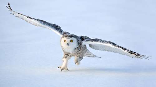 Κάμερα κυκλοφορίας &quot;συλλαμβάνει&quot; λευκή κουκουβάγια και γίνεται viral