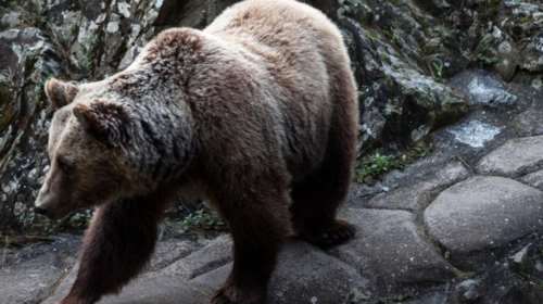 &#39;Οταν μια αρκούδα πήρε στο κυνήγι τον...Ψυχάρη