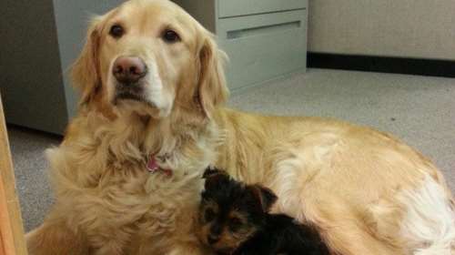 Οι καλύτεροι λόγοι για να φέρεις το σκύλο σου στο γραφείο