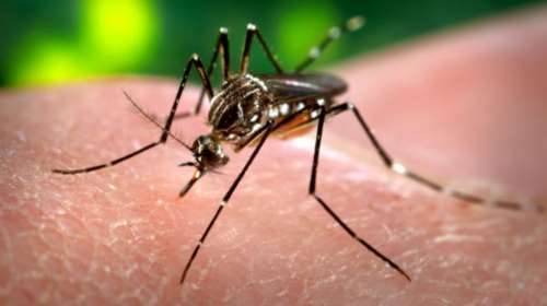 Τρόμος για τις εγκύους από τον ιό Zika στη Λατινική Αμερική