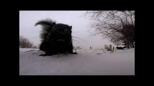 134 δευτερόλεπτα στη ζωή ενός σκίουρου