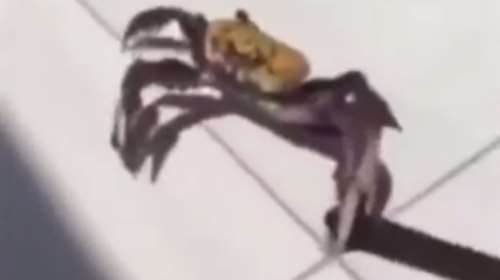 Προσοχή! Το καβούρι το&#39;σκασε και κρατάει ...μαχαίρι