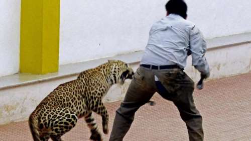 Πανικός σε σχολείο στην Ινδία από εισβολή λεοπάρδαλης