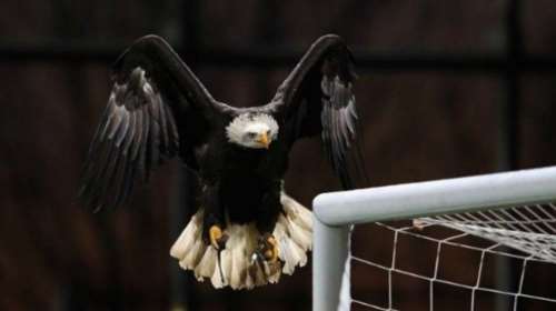 Ο ΠΑΟΚ αγόρασε αετό για να πετά στον ουρανό της Τούμπας