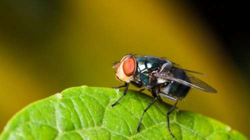 Τι παθαίνουν οι μύγες αν μείνουν 60 χρόνια στο σκοτάδι