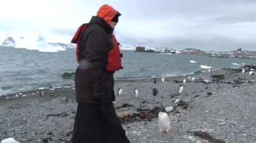 Ο πατριάρχης Κύριλλος κάνει ερωτήσεις σε πιγκούινους