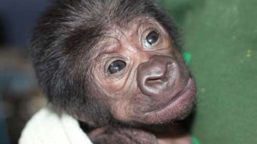 Γοριλάκι γεννήθηκε με σπάνια καισαρική στο Μπρίστολ