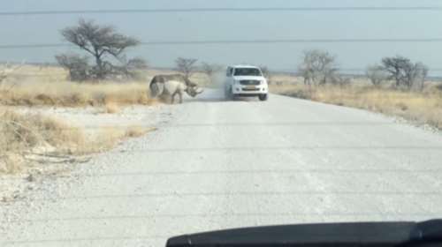 Η τρομακτική στιγμή που ρινόκερος επιτίθεται σε τζιπ