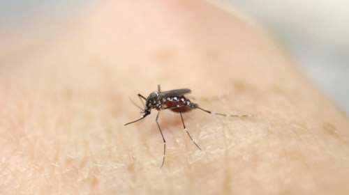 SOS από το ΚΕΕΛΠΝΟ για τον εφιάλτη του Ζίκα-Νέες οδηγίες