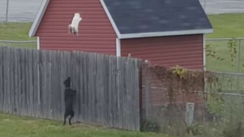 Η κινηματογραφική «απόδραση» γάτας από τα δόντια σκύλου- ΒΙΝΤΕΟ