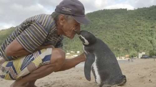 Πιγκουίνος κολυμπά 8.000 χλμ καθε χρόνο για να συναντήσει τον σωτήρα του