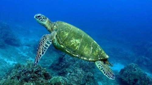 Κύπρος: Σκότωσαν και τεμάχισαν μια χελώνα καρέτα-καρέτα