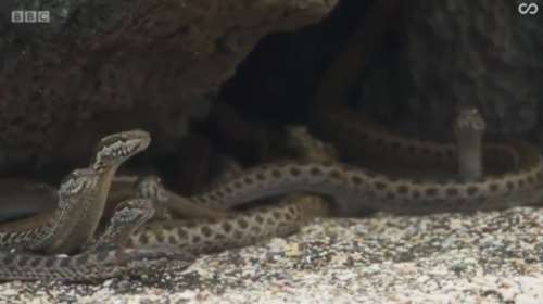 Το video που έχει κάνει όλο τον πλανήτη να ουρλιάζει!