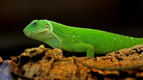 Σαύρα μήκους ενάμιση μέτρου έκανε βόλτες στην Χαλκιδική