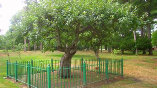 Η μηλιά του Νεύτωνα ζει και θα «γεννήσει» 30... απογόνους