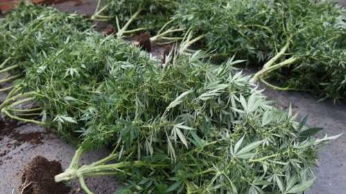 Αλλοδαποί συνελήφθησαν στην Κρήτη με 280 γραμμάρια κάνναβη