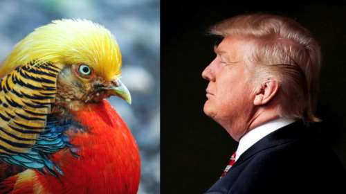 Χαμός στην Κίνα με τον χρυσό φασιανό που είναι φτυστός ο Τραμπ