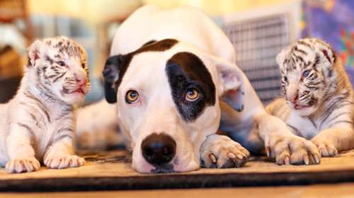 Γερμανία: Σκύλος «υιοθέτησε» δύο εγκαταλελειμμένα τιγράκια