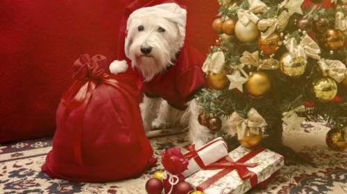 Προτάσεις για να κάνετε ένα χριστουγεννιάτικο δώρο στον σκύλο σας!